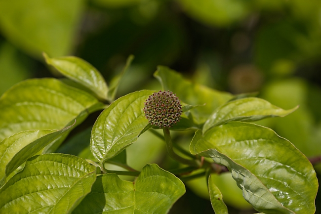 Jardin des Impressionnistes-MAI14-101